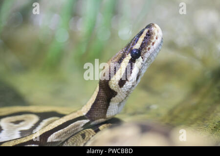 Python réticulé reposant sur une branche Banque D'Images