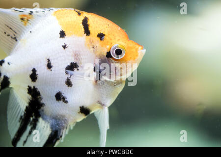 L'eau douce poissons-anges ou marbré de poissons-anges qui a un motif jaune et noir blanc Banque D'Images