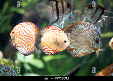 Le sang de pigeon Discus Symphysodon aequifasciatus -poisson Banque D'Images