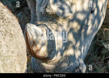 La corne de rhinocéros noir détail close up Banque D'Images