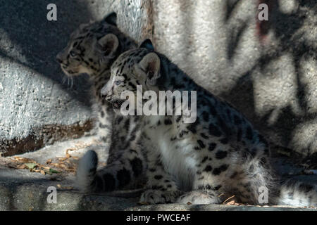 Chiot nouveau-né bébé snow leopard portrait tout en vous regardant Banque D'Images