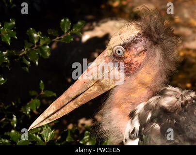 Marabout d’Afrique Banque D'Images