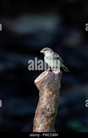 Moineau domestique Passer domesticus perché sur une branche d'arbre cerisier off scié Banque D'Images