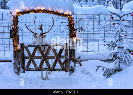 Renne Blanc avec des cornes de cerf en pièce jointe en Laponie, Finlande. Nettoyer en profondeur la neige recouvre sol, boîtier et sapin près de lui. Barrière en bois décoré Banque D'Images