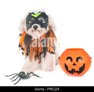 Chien maltais et d'halloween in front of white background Banque D'Images