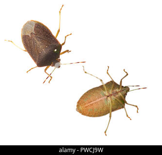 Stink bugs bouclier aka, Nezara viridula, des profils en couleurs d'hiver. Haut et Bas, isolé sur blanc. Macro. Avec des œufs de mouche parasite. Banque D'Images