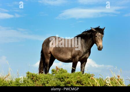 Cheval noir dans la nouvelle forêt montres l'appareil photo Banque D'Images