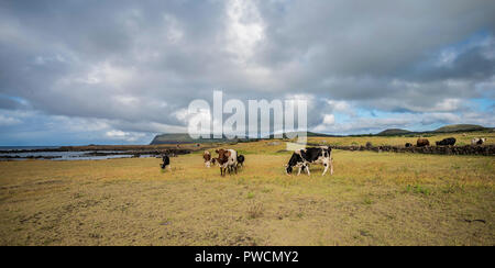 Les vaches de pâturage sur l'île de Pâques Banque D'Images