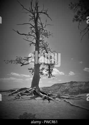 Le Parc National de Bryce Canyon dans l'état de l'Utah Banque D'Images