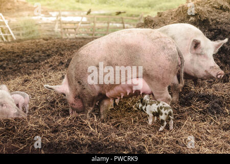 Les porcs sont parent rose suckling un peu cochon bentheimer colorés dans une ferme historique Banque D'Images