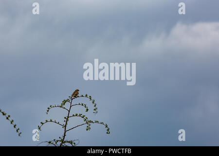 Portrait d'un petit passereau brun reposant sur une petite branche avec feuilles vertes. Moody nuageux ciel bleu en arrière-plan Banque D'Images