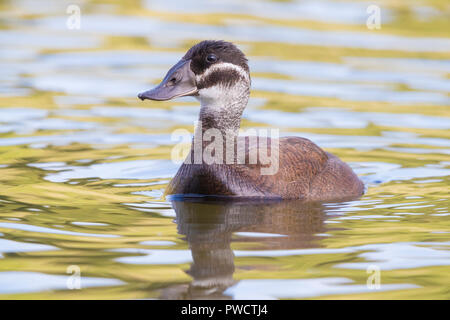 L'érismature à tête blanche (Oxyura leucocephala), vue de face d'une femme dans un lac Banque D'Images