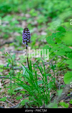 Dactylorhiza majalis, également connu sous le nom de western marsh orchid à larges feuilles, marsh orchid, ventilateur, orchidées orchidée marais commun, de plus en forêt en Rhodope, Pe Banque D'Images