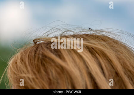 Gros plan sur la partie supérieure d'une tête de femme blonde méconnaissable avec de petits bugs insectes marcher sur le dessus de ses cheveux. Photo extérieur avec ressort floue gre Banque D'Images