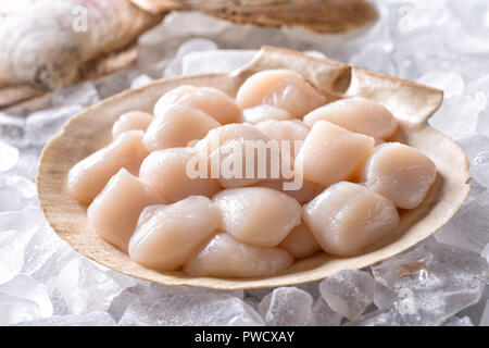 Pétoncles crus frais en coquille sur un lit de glace. Banque D'Images