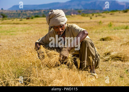 La récolte aux agriculteurs le teff (Eragrostis tef) avec une faucille, Hawzien, Tigray, Éthiopie Banque D'Images