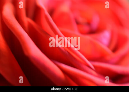 Rose rouge. Close up shot macro Vue de côté. Profondeur de champ. L'amour et la Saint-Valentin concept. Banque D'Images