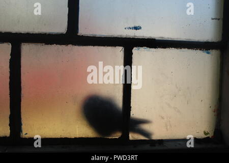 Derrière la porte en verre Pigeon.A l'air fabuleuse et pleine d'aventures. J'ai trouvé ces oiseaux à l'extérieur prix fenêtre. Une bonne photo pour magazine, réservez l'affectation. Banque D'Images