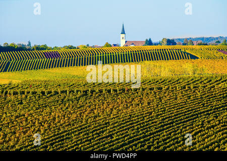 Vignobles pittoresques à l'automne couleurs de Ballrechten-Dottingen, Allemagne. Banque D'Images