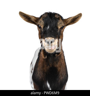 Head shot of funny blanc, marron et noir repéré chèvre pygmée Vue avant, à tout droit à l'appareil isolé sur fond blanc. Un peu d'ouvrir la bouche Banque D'Images