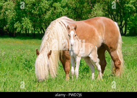 Des chevaux Haflinger, mare avec une longue crinière flaxen et son joli poulain debout près ensemble dans un pâturage de graminées vert Banque D'Images