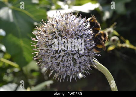 Les abeilles sur thistle Banque D'Images