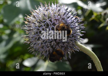 Les abeilles sur thistle Banque D'Images