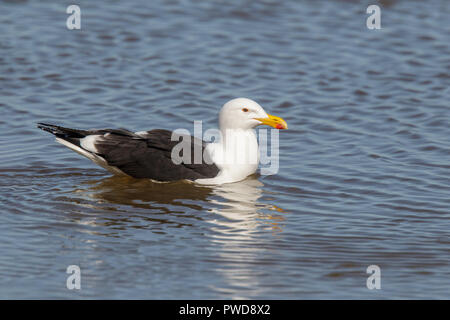 Kelp Gull Larus dominicanus vetula Velddrif, Western Cape, Afrique du Sud 11 septembre 2018 natation adultes. Laridae Banque D'Images