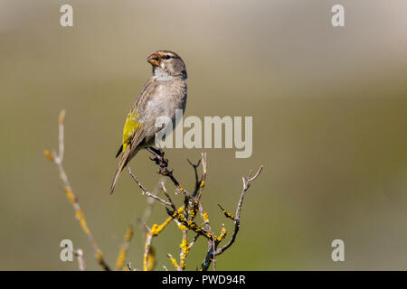 Serin à gorge blanche frontalis Ochrospiza orangensis West Coast National Park, Western Cape, Afrique du Sud 10 septembre 2018 Homme adulte F Banque D'Images
