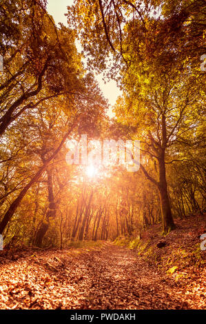 Magnifique coucher de soleil sur un chemin à l'intérieur d'une forêt de chênes, à l'automne, avec les rayons de soleil filtrant à travers les branches. Banque D'Images