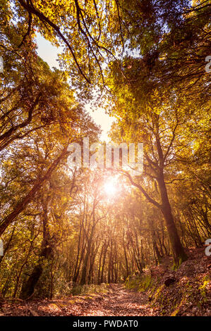 Magnifique coucher de soleil sur un chemin à l'intérieur d'une forêt de chênes, à l'automne, avec les rayons de soleil filtrant à travers les branches. Banque D'Images