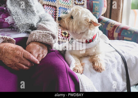 Animaux de thérapie sur la table à côté de personne âgée en maison de repos de la retraite pour les aînés - chien cherche personne âgée Banque D'Images