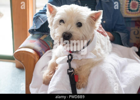 Thérapie mignon chien westie au tour de cadre supérieur à la retraite care home Chambre salon Banque D'Images