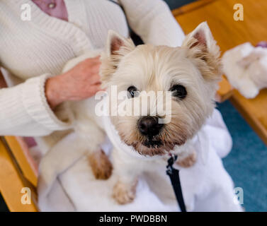 Compagnie : chien westie animaux de thérapie au tour de personne dans des établissements de soins pour les personnes âgées à domicile en Nouvelle Zélande, NZ Banque D'Images