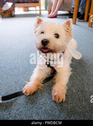 Chien de thérapie sur le plancher de la salle commune de la maison de repos c'est la visite en Nouvelle-Zélande, NZ Banque D'Images