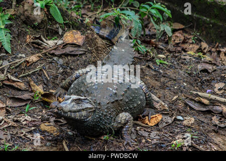 Caiman dans la forêt amazonienne, en Equateur Banque D'Images