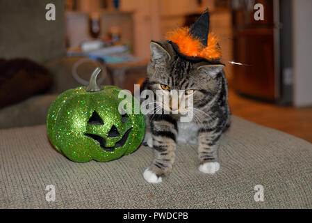 Chat avec rayures noir et orange Halloween Chapeau de sorcière assise à côté de la citrouille verte Banque D'Images