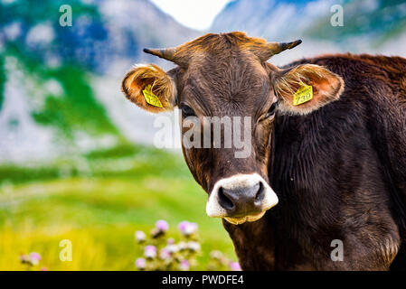 Le pâturage des vaches dans un pré au Monténégro. Banque D'Images