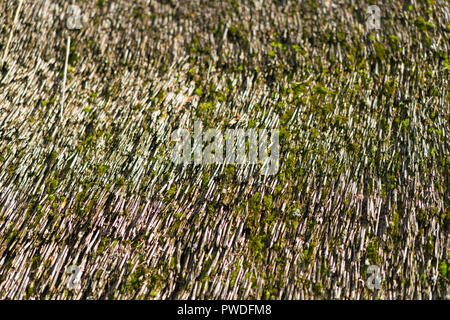 Close up detail d'une paille au toit de chaume avec vieux roseaux couvert de mousse verte de l'humidité et l'humidité dans une texture full frame Banque D'Images