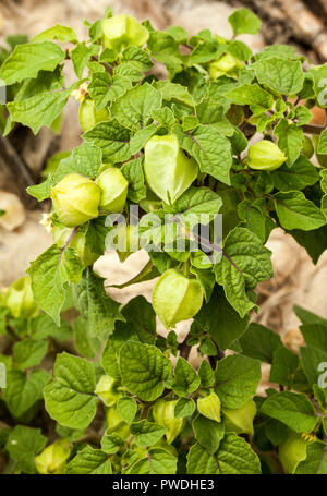 Physallis fruticosa in close up Banque D'Images