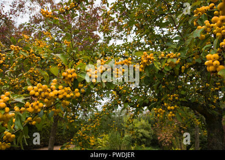 Crabapple malus x zumi golden hornet Banque D'Images