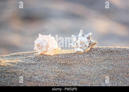 Coquillages sur la plage de sable, dans une heure d'or du soleil Banque D'Images