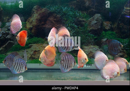 Aquarium rempli de poissons discus colorés Banque D'Images