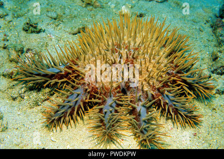 La couronne d'étoile de mer Acanthaster planci portant sur mer, Sabang Beach, Mindoro, Philippines Banque D'Images