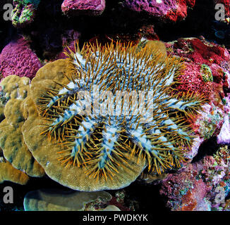 La couronne d'étoile de mer Acanthaster planci se nourrit de coraux vivants, l'île de Yap, Micronésie Banque D'Images