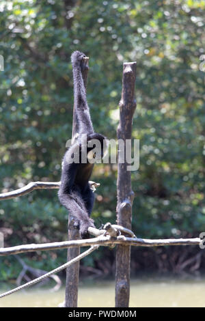 Masculin blanc-cheeked gibbon, Nomascus leucogenys Banque D'Images
