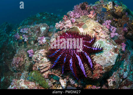 La couronne d'étoile de mer Acanthaster planci se nourrit de coraux vivants, Birmanie, Myanmar Banque D'Images