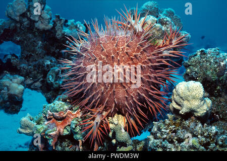 La couronne d'étoile de mer Acanthaster planci se nourrit de coraux vivants, Hurghada, Egypte Banque D'Images