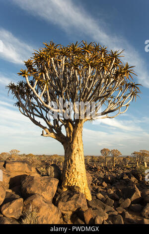 Quiver Tree Forest en Namibie au coucher du soleil Banque D'Images