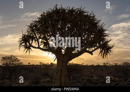 Quiver Tree Forest en Namibie au coucher du soleil Banque D'Images